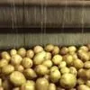 услуги по мойке корнеплодов в Гатчине 2